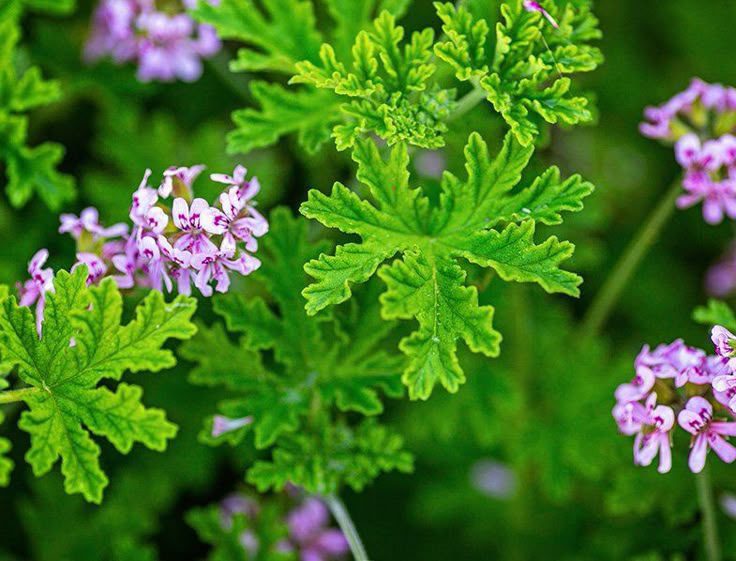 nCitronela Plus nano protective botanical skincare ingredient