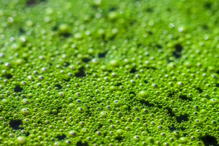 Marine polyphenols and phlorotannins protecting skin from blue light and oxidative stress