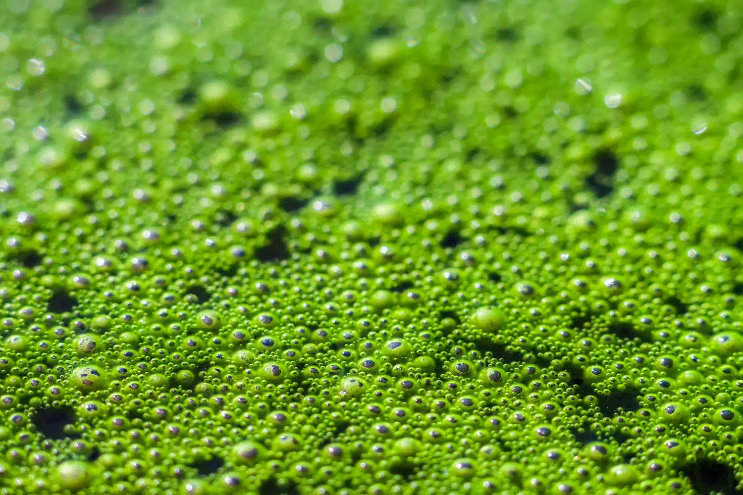 Marine polyphenols and phlorotannins protecting skin from blue light and oxidative stress