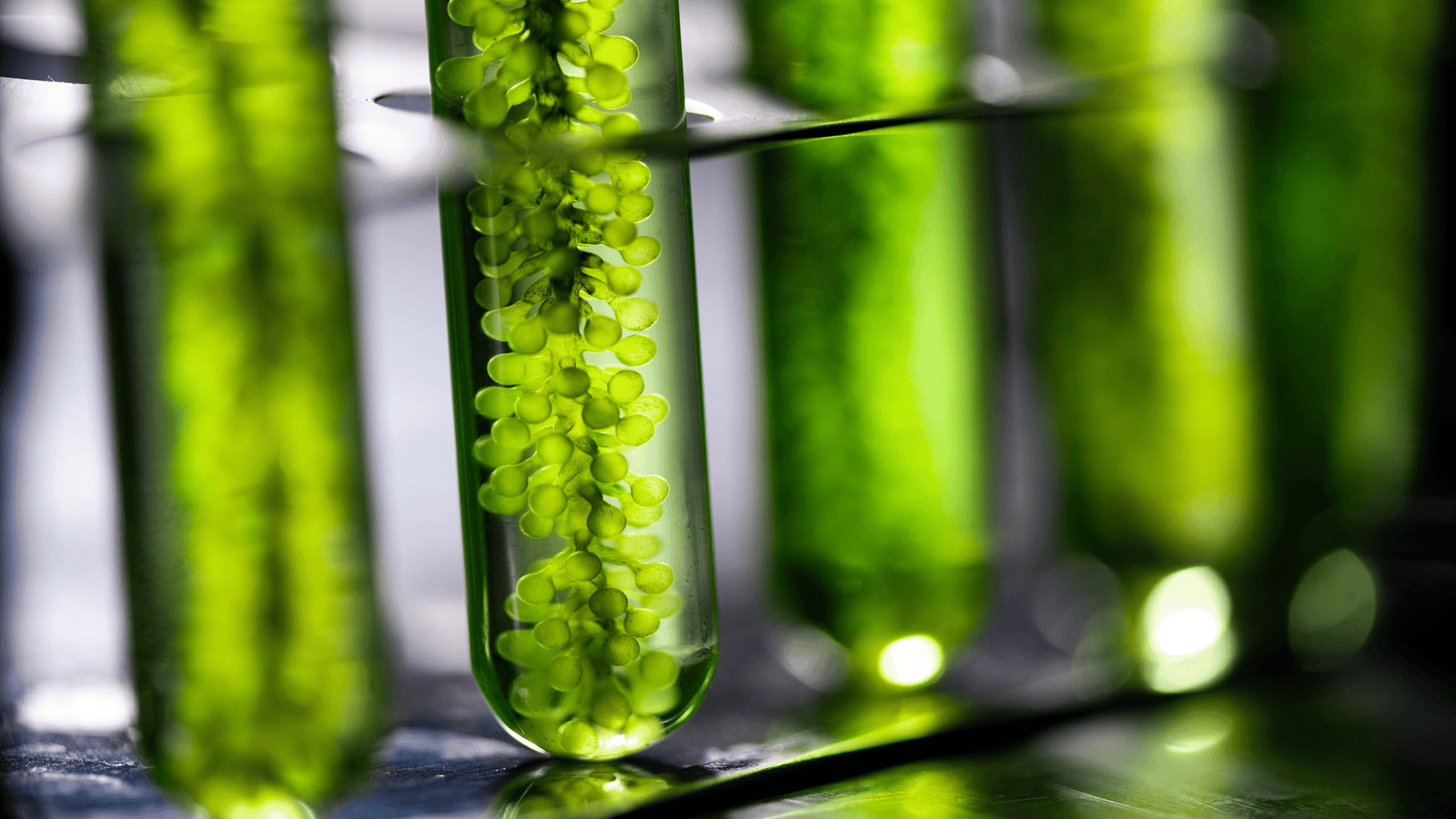 Microalgae lipidomics with omega-rich, ceramide-like and polar lipids rebuilding the skin barrier
