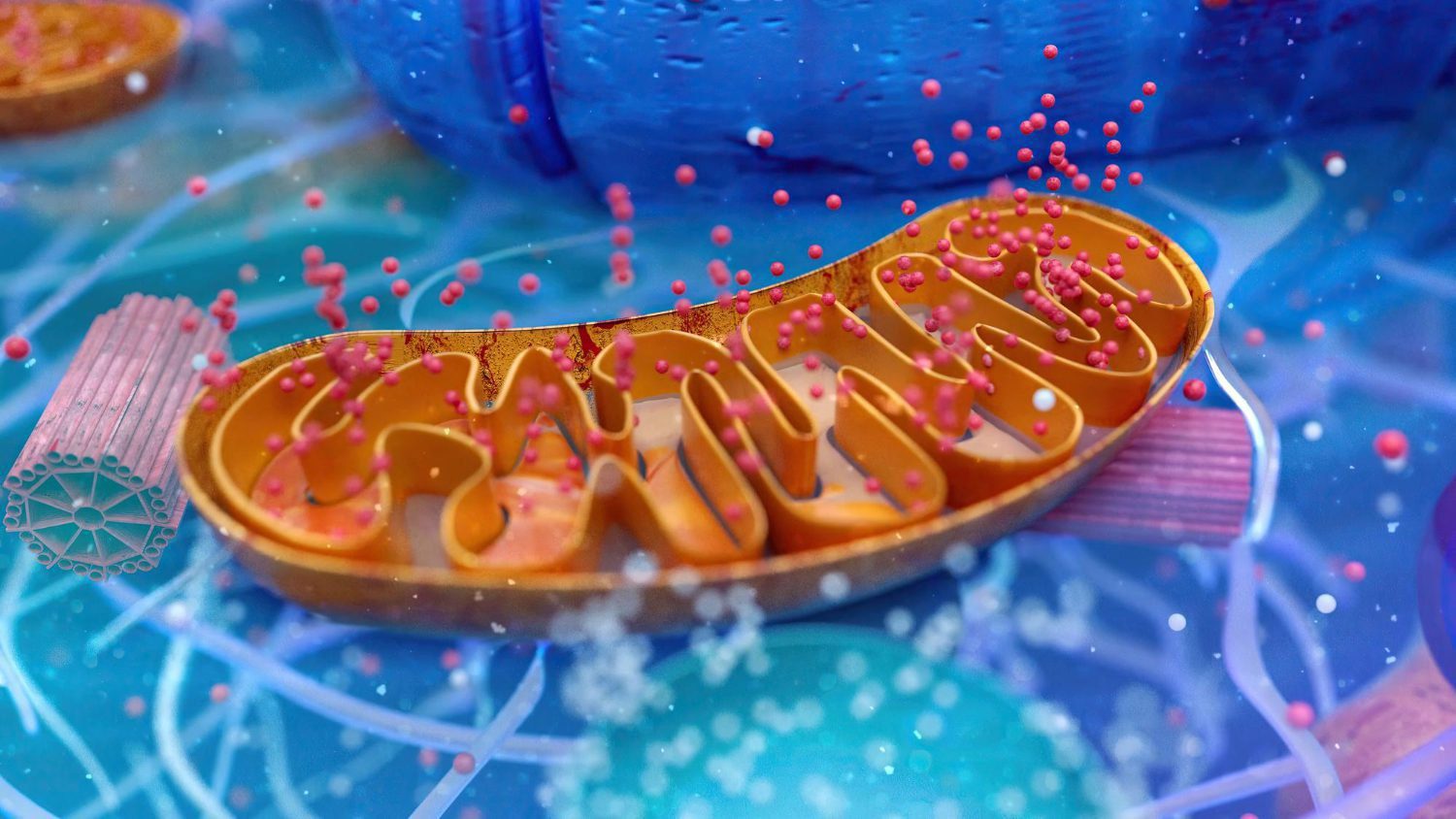 fermented cellular senescence modulating actives for skin renewal