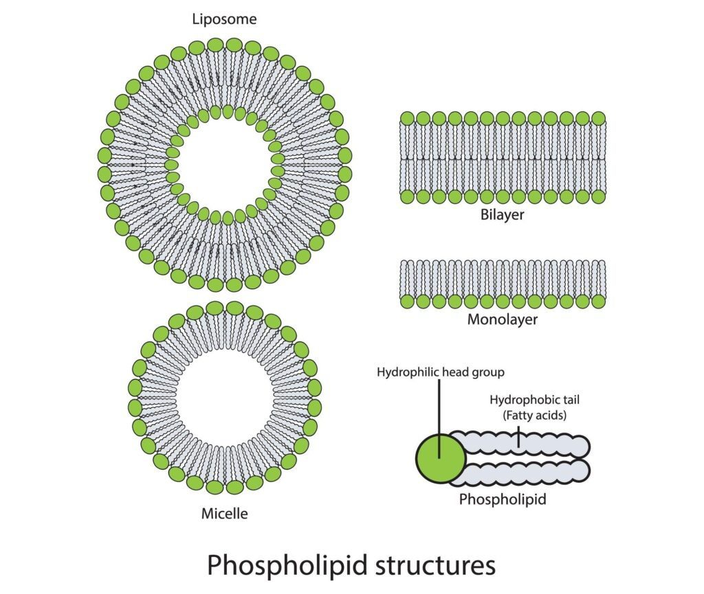 Diagram illustrating how a phospholipid molecule's hydrophilic head and hydrophobic tails form key structures like the Bilayer, Monolayer, Liposome, and Micelle.